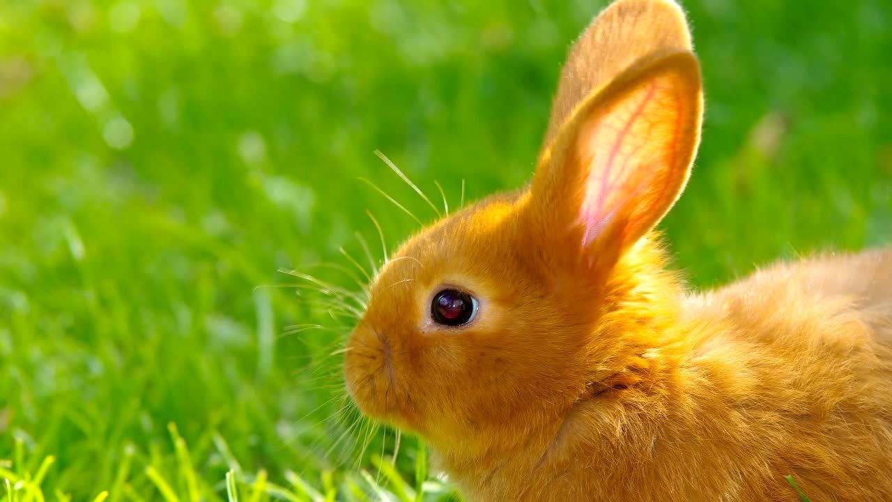 bunny craft