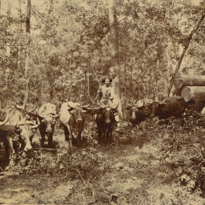 c.1915: Oxen pulling logs at Bolinger logging camp