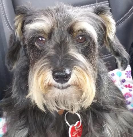 Gracie the Therapy dog