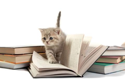 Kitten walking on open book