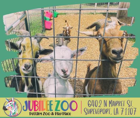 Jubilee Zoo