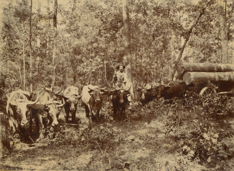 c.1915: Oxen pulling logs at Bolinger logging camp