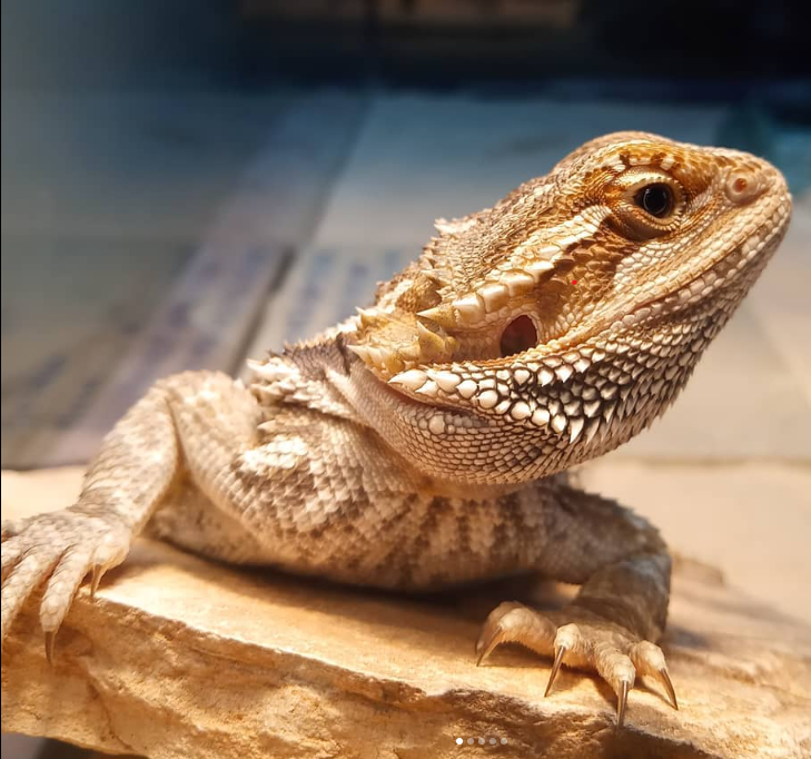 Mushi the Bearded Dragon