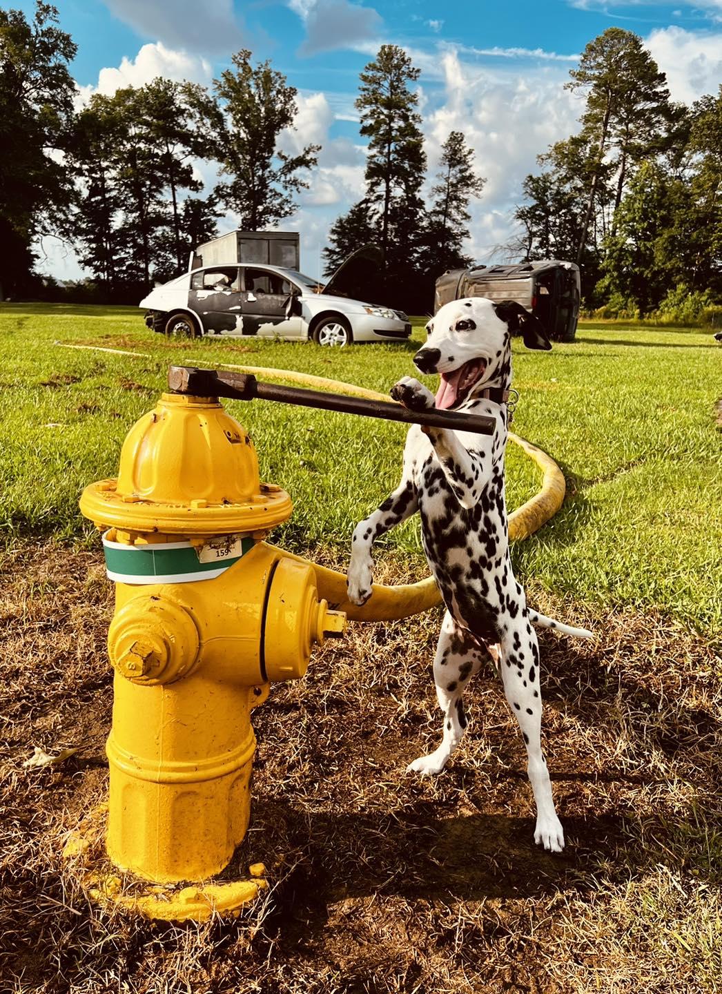 Hallie the Fire Dog opening a fire hydrant with a large wrench